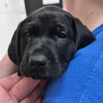 Freckle -  Black Labrador Retriever Dog for Adoption in Ardmore, Oklahoma - Freckle | PetCurious