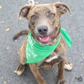 Rescue Shepherd and Boxer Dogs for Adoption in Washington, District Of Columbia - Selma | PetCurious