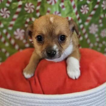 Rescue Chihuahua and Corgi Dogs for Adoption in Griswold, Connecticut - Drift | PetCurious