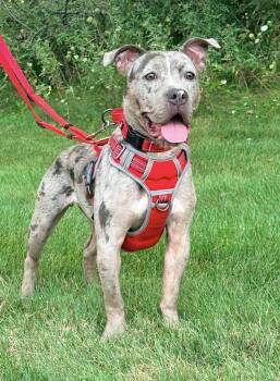 Lilo -  Pit Bull Terrier Dog for Adoption in Alden, New York - Lilo | PetCurious