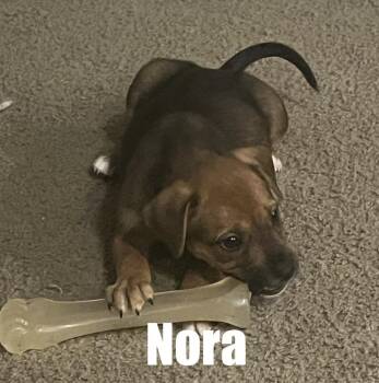 Nora -  Terrier and Hound Dog for Adoption in Irwin, Pennsylvania - Nora | PetCurious