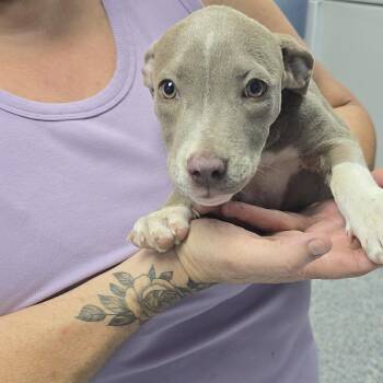 Princess Potato 26-0716 -  Mixed Breed Dog for Adoption in Yanceyville, North Carolina - Princess Potato 26-0716 | PetCurious