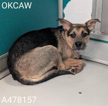 A478157 -  Terrier and Mixed Breed Dog for Adoption in Oklahoma City, Oklahoma - A478157 | PetCurious