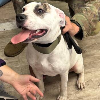 Rescue Boxer and English Bulldog Dogs for Adoption in Hinesville, Georgia - Junie B. Jones | PetCurious