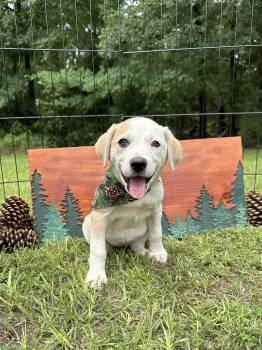 Rescue Mixed Breed Dogs for Adoption in Scroggins, Texas - Poppy | PetCurious