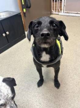 Gomez -  Fox Terrier and Mixed Breed Dog for Adoption in Palm Coast, Florida - Gomez | PetCurious