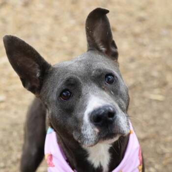 TEACUP -  Staffordshire Bull Terrier Dog for Adoption in San Antonio, Texas - TEACUP | PetCurious