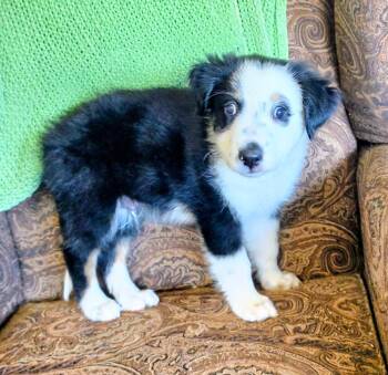 Wonder -  Border Collie Dog for Adoption in Walthill, Nebraska - Wonder | PetCurious