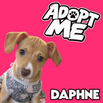 Daphne -  Chihuahua Dog for Adoption in Ferndale, Michigan - Daphne | PetCurious