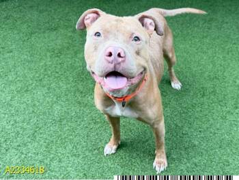 JIMINY CRICKET -  Mixed Breed Dog Available for Adoption in West Palm Beach, Florida - JIMINY CRICKET | PetCurious