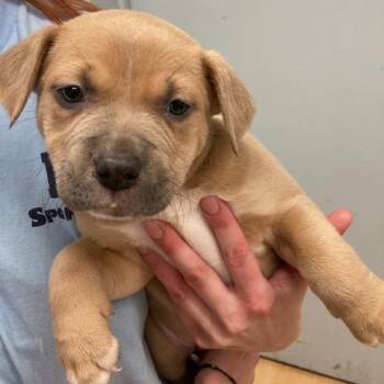 Presto -  Shepherd and Pit Bull Terrier Dog for Adoption in Spokane, Washington - Presto | PetCurious