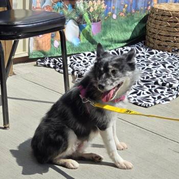 Dolce -  American Eskimo Dog and Pomeranian Dog for Adoption in Rochester, Minnesota - Dolce | PetCurious