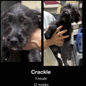 Crackle -  German Wirehaired Pointer and Standard Poodle Dog for Adoption in Staley, North Carolina - Crackle | PetCurious