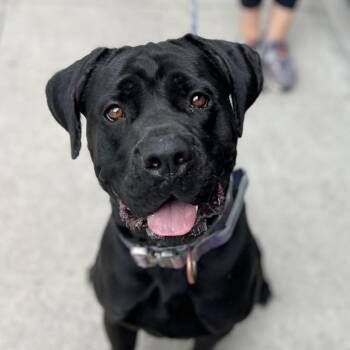 Lisa -  Cane Corso Dog for Adoption in Salt Lake City, Utah - Lisa | PetCurious