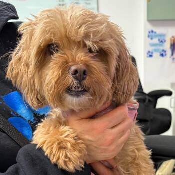 Poodle and Maltese Dogs Available for Adoption - Rogue | PetCurious