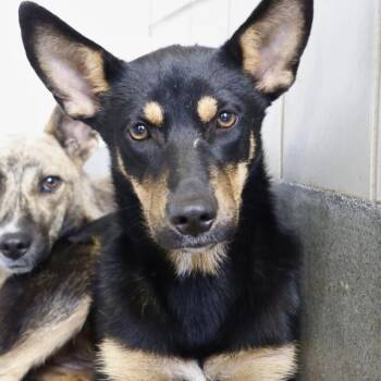 Rescue Terrier Dogs for Adoption in San Antonio, Texas - LADYBUG | PetCurious