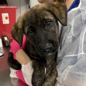 Drax -  Anatolian Shepherd and Golden Retriever Dog for Adoption in Greenville, South Carolina - Drax | PetCurious