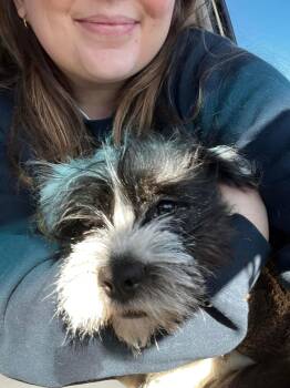 Terrier Dogs Available for Adoption - Pearl | PetCurious