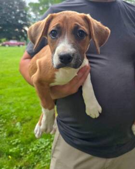Brooke -  Mountain Cur Dog for Adoption in Salamanca, New York - Brooke | PetCurious