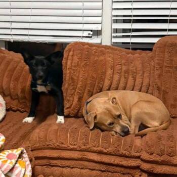 Border Collie and Black Labrador Retriever Dogs Available for Adoption in Sanford, North Carolina - Rain | PetCurious