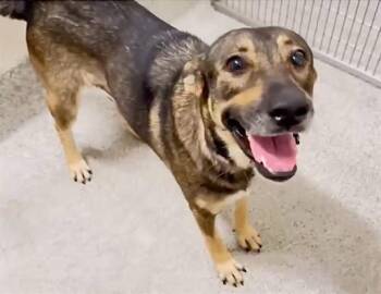 MONICA -  Belgian Shepherd Malinois and German Shepherd Dog Dog for Adoption in Houston, Texas - MONICA | PetCurious