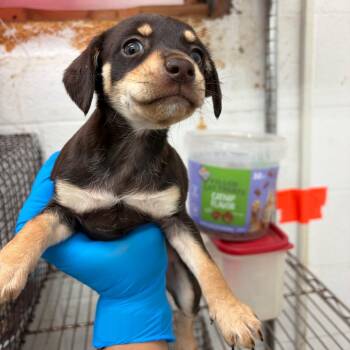 Chihuahua and Mixed Breed Dogs Available for Adoption in Edinburg, Texas - Sasha | PetCurious