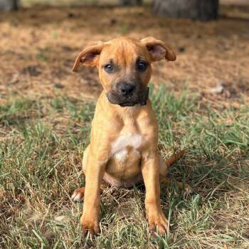 Orange Blossom--In Foster -  Saint Bernard and Boxer Dog for Adoption in Fargo, North Dakota - Orange Blossom--In Foster | PetCurious