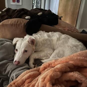 Wabbit -  Cattle Dog and Mixed Breed Dog for Adoption in Gainesville, Florida - Wabbit | PetCurious