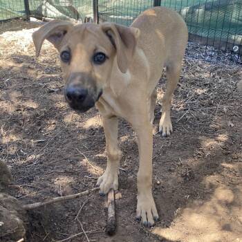 Sausage -  Hound and Terrier Dog for Adoption in Escondido, California - Sausage | PetCurious