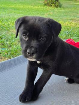 Black Labrador Retriever Dogs Available for Adoption in Yonkers, New York - Tazzy | PetCurious