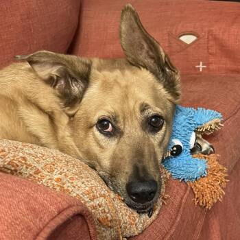 Jackson -  Cattle Dog Dog for Adoption in Washougal, Washington - Jackson | PetCurious