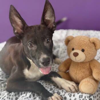Lulu Luv -  Terrier Dog for Adoption in Houston, Texas - Lulu Luv | PetCurious