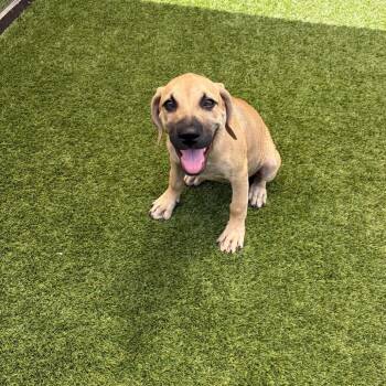 Hazel 6481 -  Black Mouth Cur and Mixed Breed Dog for Adoption in Loxahatchee Groves, Florida - Hazel 6481 | PetCurious