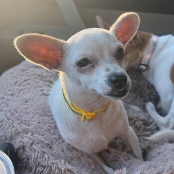 Coconut -  Chihuahua Dog for Adoption in Helena, Alabama - Coconut | PetCurious