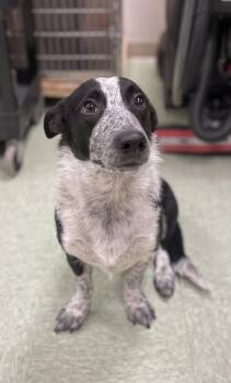 Border Collie and Corgi Dogs Available for Adoption - Banjo | PetCurious