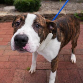 Prince Eric -  Mixed Breed Dog for Adoption in Germantown, Tennessee - Prince Eric | PetCurious