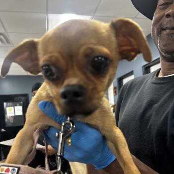 CheeChee -  Chihuahua Dog for Adoption in Newark, New Jersey - CheeChee | PetCurious