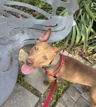 Mixed Breed Dogs Available for Adoption in Fairfax, Virginia - Nova Keyana | PetCurious