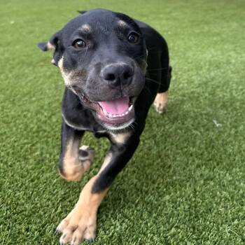 Clifton 6017 -  Mixed Breed Dog for Adoption in Loxahatchee Groves, Florida - Clifton 6017 | PetCurious