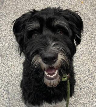 Cowboy -  Labradoodle Dog for Adoption in Golden, Colorado - Cowboy | PetCurious