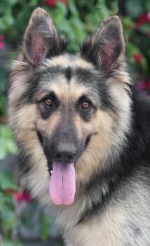 Daxton von Dahlen -  German Shepherd Dog Dog for Adoption in Los Angeles, California - Daxton Von Dahlen | PetCurious