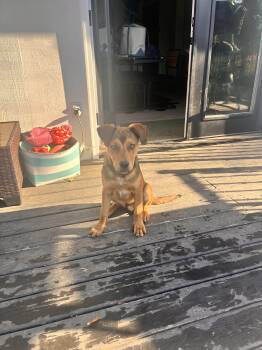 Rescue Pit Bull Terrier and German Shepherd Dog Dogs for Adoption in Bend, Oregon - Finn | PetCurious