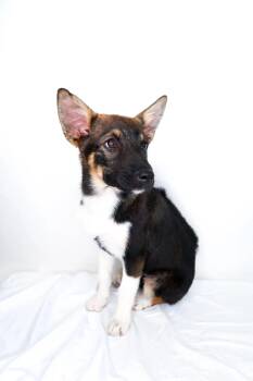 German Shepherd Dog Dogs Available for Adoption in Bixby, Oklahoma - Lidia | PetCurious