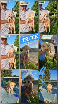 TRUCK -  Golden Retriever and Labrador Retriever Dog for Adoption in Jackson, Tennessee - TRUCK | PetCurious