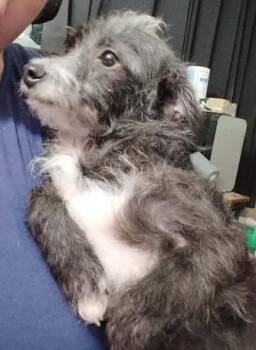 Wirehaired Dachshund Dogs Available for Adoption in Hopkinton, Massachusetts - Dottie | PetCurious