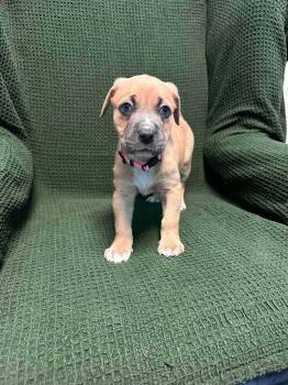 Sylvia -  American Staffordshire Terrier Dog for Adoption in Walker, Louisiana - Sylvia | PetCurious