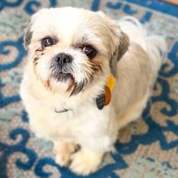 Simba Turner -  Shih Tzu Dog for Adoption in Plano, Texas - Simba Turner | PetCurious