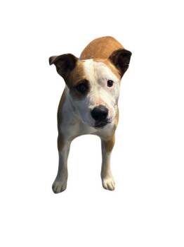 Rescue Pit Bull Terrier Dogs for Adoption in Red Bluff, California - Hammy | PetCurious