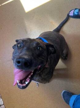 Tabitha -  Pit Bull Terrier Dog for Adoption in Maryville, Missouri - Tabitha | PetCurious