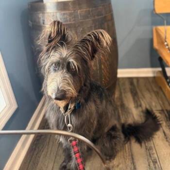 Ray Ray -  Standard Poodle and German Shepherd Dog Dog for Adoption in Huntsville, Alabama - Ray Ray | PetCurious